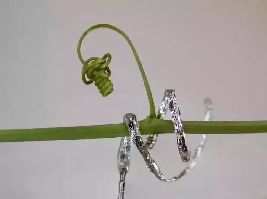 新創(chuàng)造！像藤蔓一樣攀爬的機(jī)器人